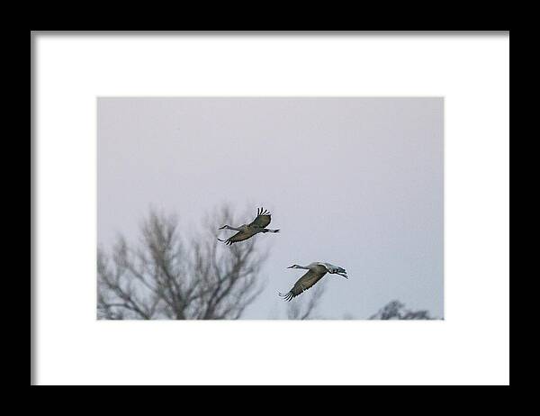 Sandhill Crane Framed Print featuring the photograph Sandhill Cranes Flying by Kathy Adams Clark