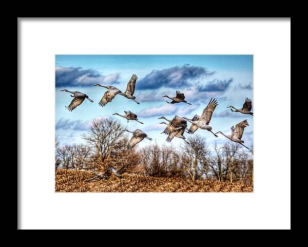 Sandhill Cranes Framed Print featuring the photograph Sandhill Cranes by Sumoflam Photography