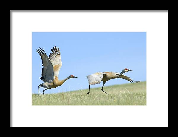 Sandhill Cranes Framed Print featuring the photograph Sandhill Cranes Taking Flight by Gary Beeler