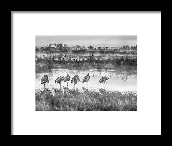 Crex Meadows Framed Print featuring the photograph Sandhills in the Mist by Kristine Hinrichs