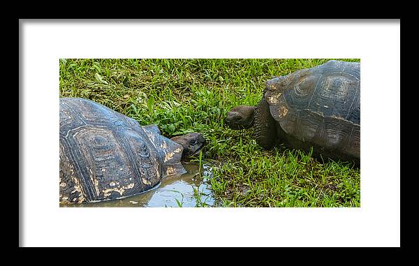 Galapagos Framed Print featuring the photograph Santa Cruz Tortoise Meeting by Harry Strharsky