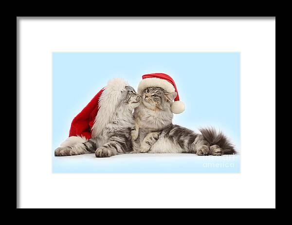 Father Christmas Framed Print featuring the photograph Santas kissing Cats by Warren Photographic