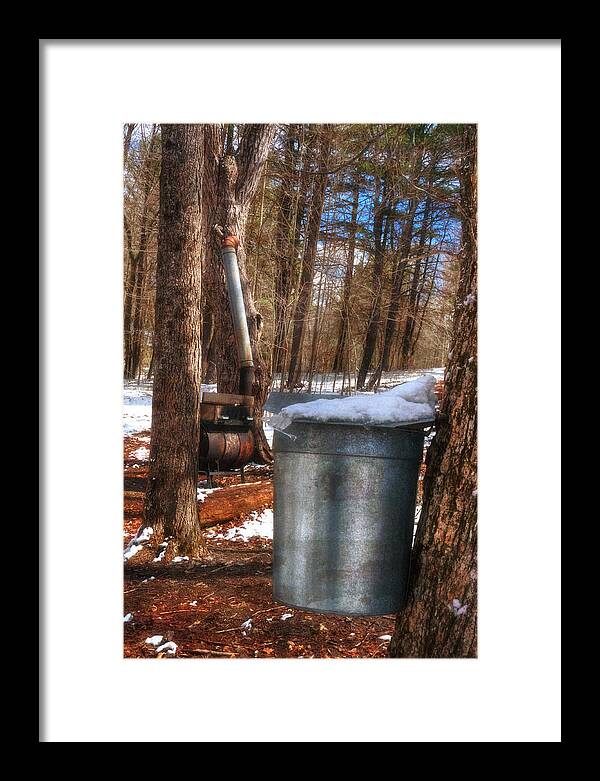 Sap Cans Framed Print featuring the photograph Sap Cans on Maple Trees in Hollis New Hampshire by Joann Vitali