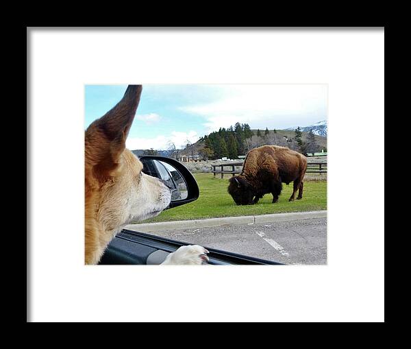 Dog Sees Bison Framed Print featuring the photograph Buffalo Gazing by Rosanne Licciardi