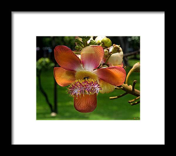 Scenic Framed Print featuring the photograph Sara Tree Flower DTHB104 by Gerry Gantt