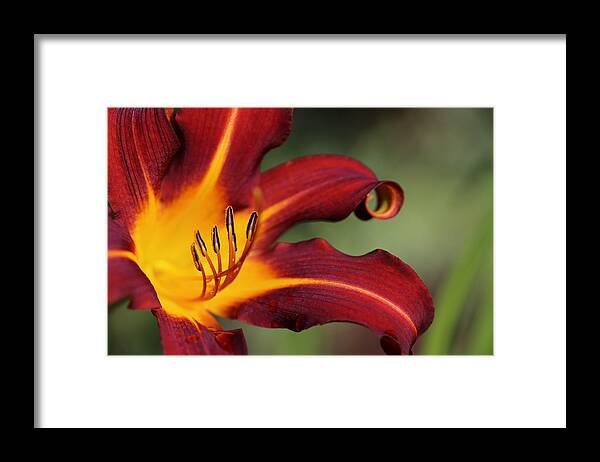 Daylily Curl Framed Print featuring the photograph Sassy Daylily by Tammy Pool