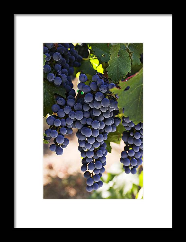 Sauvignon Framed Print featuring the photograph Sauvignon grapes by Garry Gay