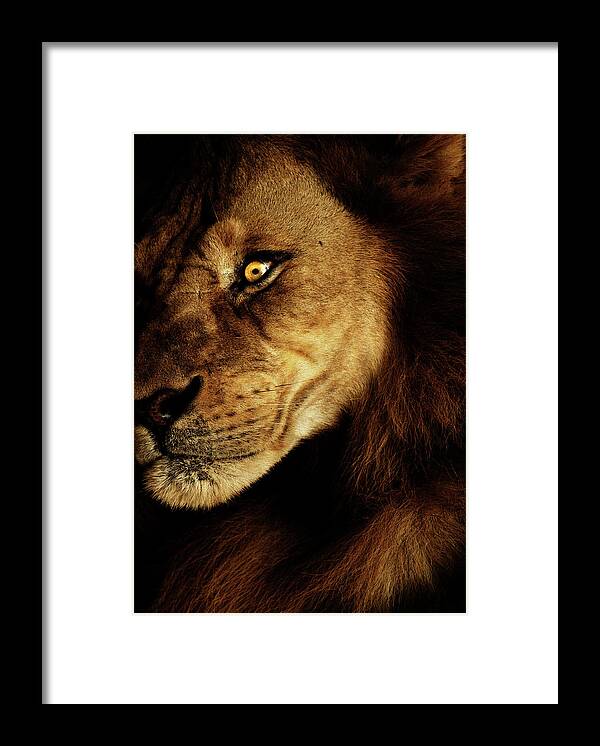 Lion Framed Print featuring the photograph Savage by Andrew Paranavitana