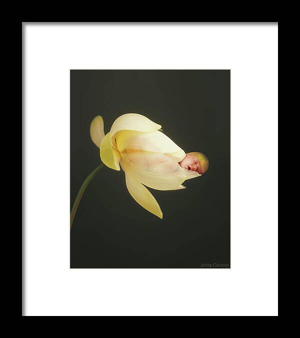 Lotus Framed Print featuring the photograph Savanna in a Lotus Flower by Anne Geddes