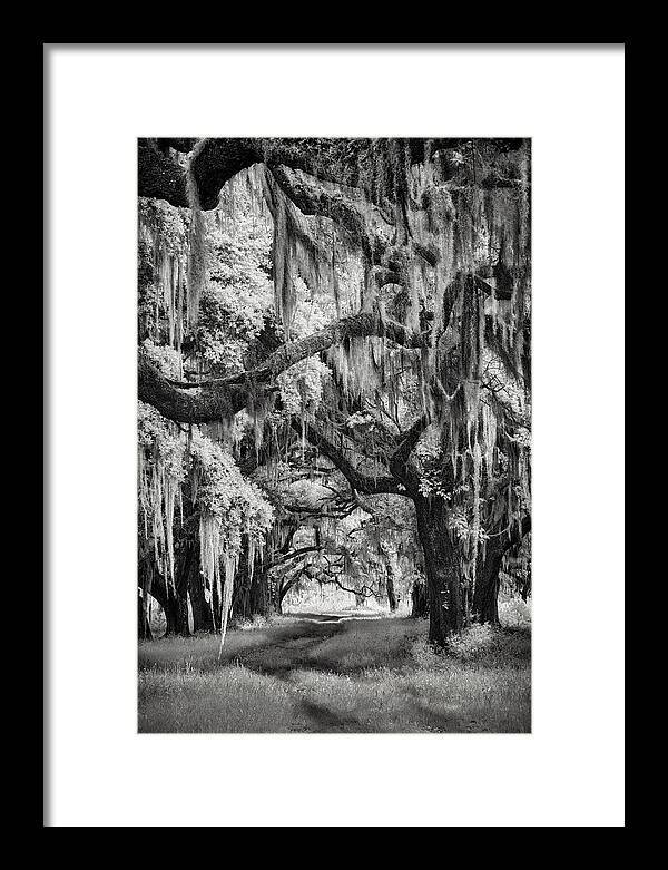 Artwork Framed Print featuring the photograph Savannah's Forest by Jon Glaser