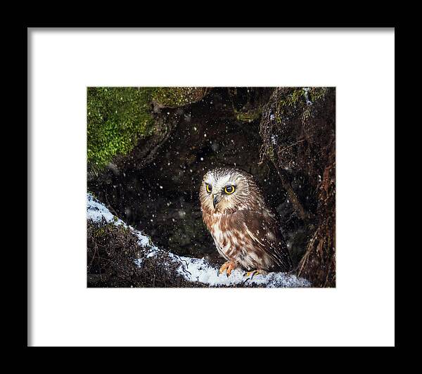 Bird Framed Print featuring the photograph Saw Whet by Tracy Munson