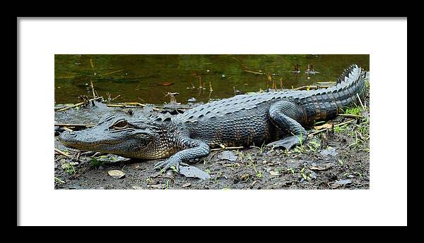 Gator Framed Print featuring the photograph Sawgrass Gator by Julie Pappas