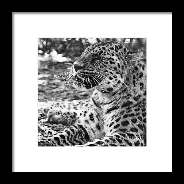 Leopard Framed Print featuring the photograph Say Cheese by Lydia Holly