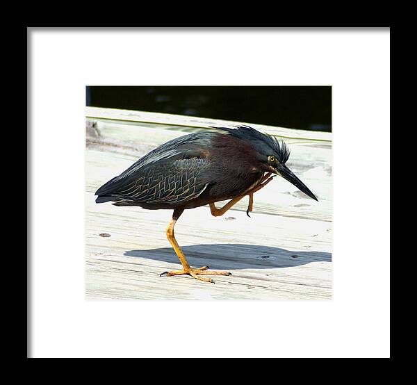 Bird Framed Print featuring the photograph SAY IT AGAIN SAM - debbie-may by Debbie May