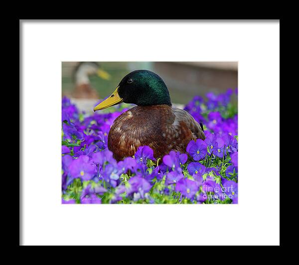 Duck Framed Print featuring the photograph Say Quack by Les Greenwood