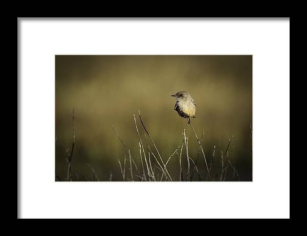 Bird Framed Print featuring the photograph Say's Flycatcher by Dusty Wynne