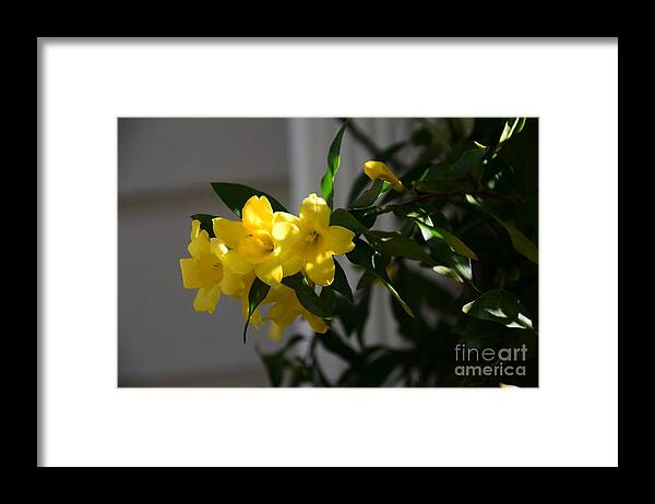 Adrian-deleon Framed Print featuring the photograph SC Yellow Jessamine State Flower -Georgia by Adrian De Leon Art and Photography