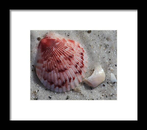 Scallop Framed Print featuring the photograph Scallop on Longboat Key Beach by Richard Goldman
