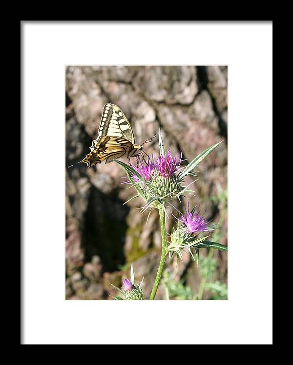 Butterfly Framed Print featuring the photograph Scarce Swallowtail Butterfly and Thistle by Taiche Acrylic Art