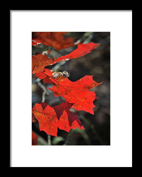 Autumn Framed Print featuring the photograph Scarlet Autumn by Ron Cline