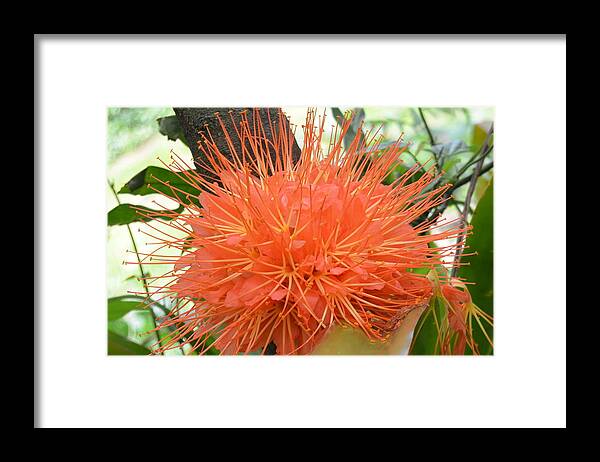 Kauai Framed Print featuring the photograph Scarlet Flame Bean Flower by Amy Fose
