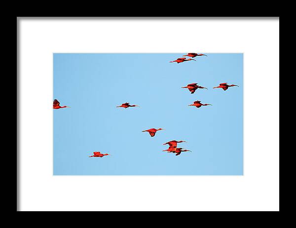 Trinidad Framed Print featuring the photograph Scarlet Ibis at Caroni Swamp by Steve Wolfe