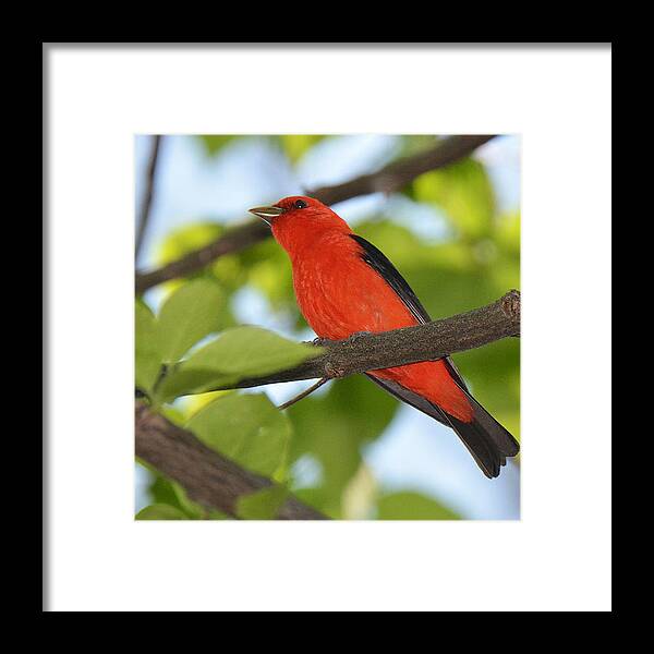 Bird Framed Print featuring the photograph Scarlet Tanager by Alan Lenk