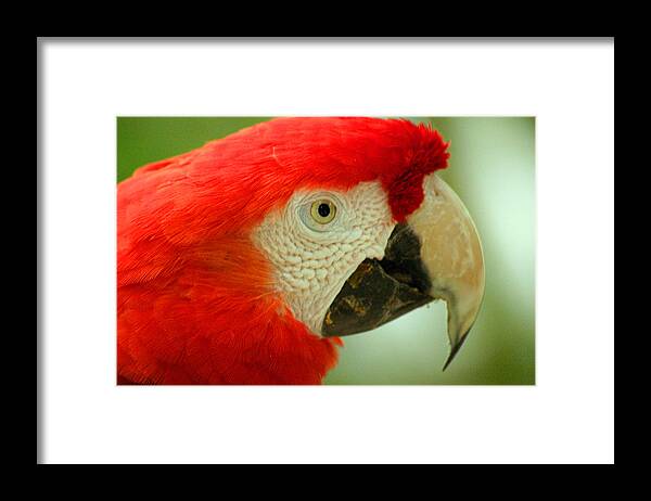 Parrot Framed Print featuring the photograph Scarlett Macaw South America by PIXELS XPOSED Ralph A Ledergerber Photography
