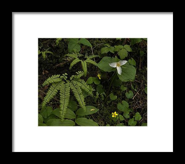Flowers Framed Print featuring the photograph Scene in the Forest by Charles Lucas