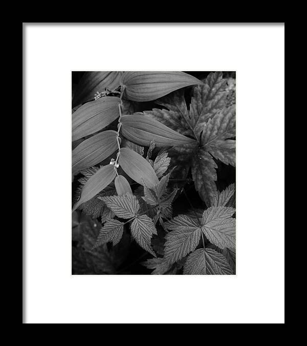 Nature Framed Print featuring the photograph Scene in the Rain Forest by Charles Lucas