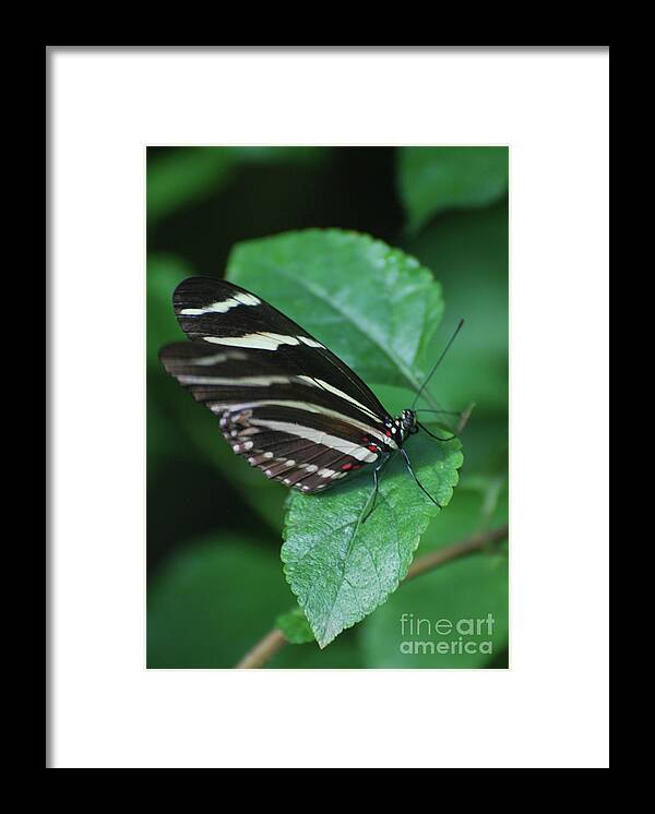 Zebra-butterfly Framed Print featuring the photograph Scenic Image of a Zebra Butterfly in the Spring by DejaVu Designs