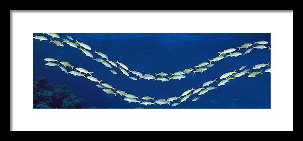 Photography Framed Print featuring the photograph School Of Fish Great Barrier Reef by Panoramic Images
