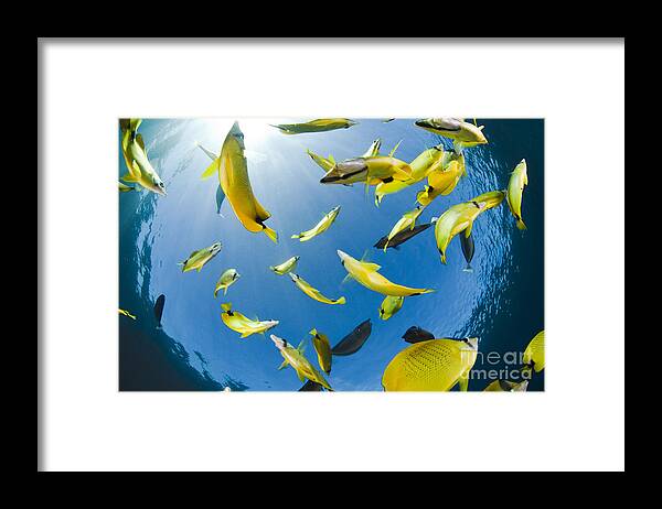Above Framed Print featuring the photograph Schooling Butterflyfish by Dave Fleetham - Printscapes
