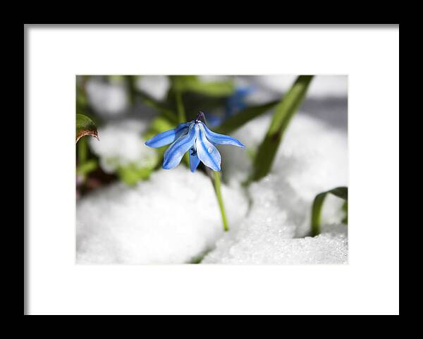 Flower Framed Print featuring the photograph Scilla in Snow by Jeff Severson