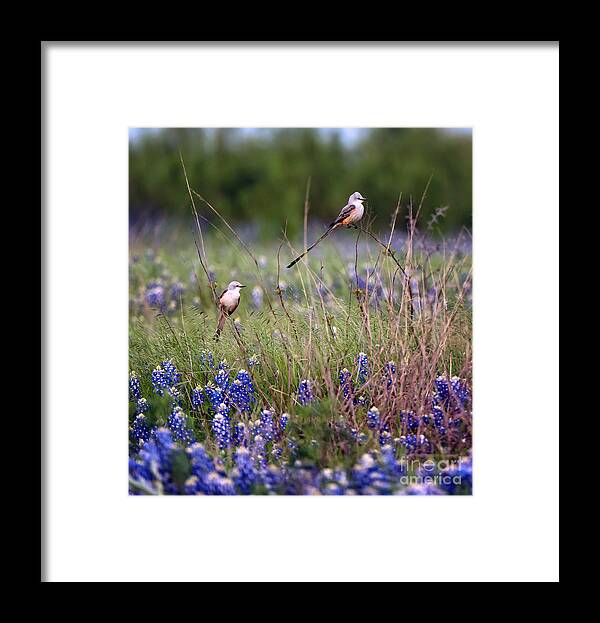 Birds Framed Print featuring the photograph Scissor-tailed Flycatchers by Cathy Alba