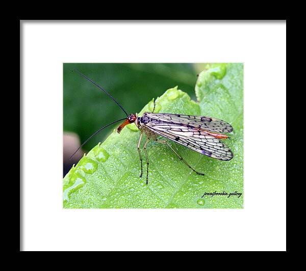 Insects Framed Print featuring the photograph Scorpion Fly by Jennifer Robin