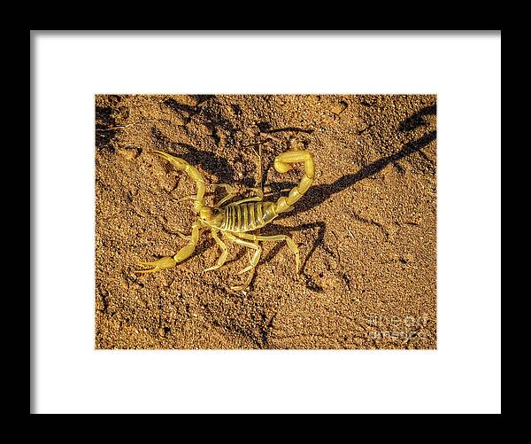 Poisonous Framed Print featuring the photograph Scorpion by Robert Bales