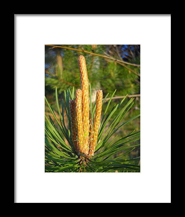 Close Up Framed Print featuring the photograph Scotch Pine candles in Dawn light by Kent Lorentzen