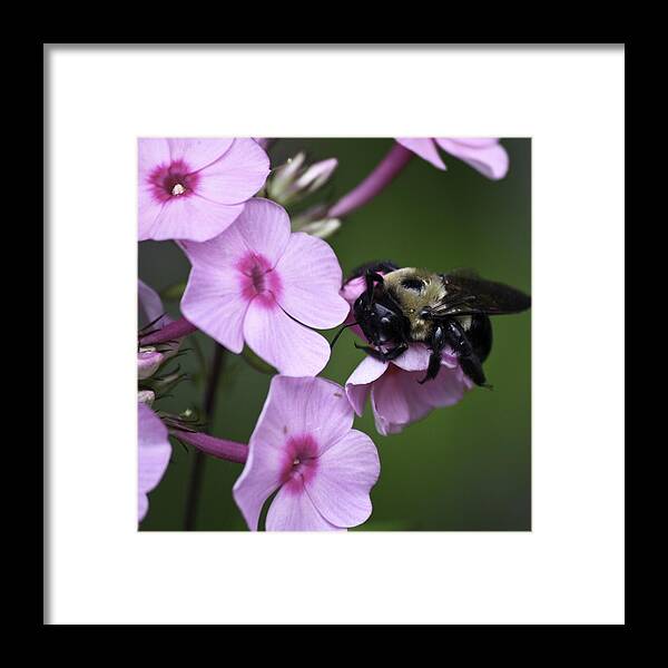 Phlox Framed Print featuring the photograph Scratch That Itch by Teresa Mucha