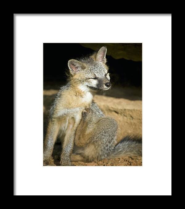 Gray Fox Framed Print featuring the photograph Scratching Gray Fox by Michael Dougherty