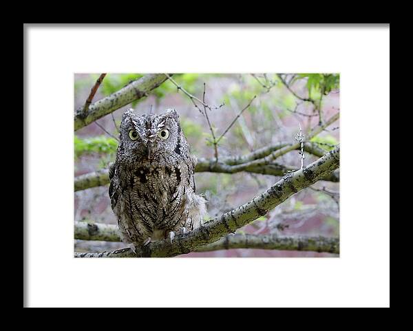 Screech Owl Framed Print featuring the photograph Screech Owl Tree by Steve McKinzie