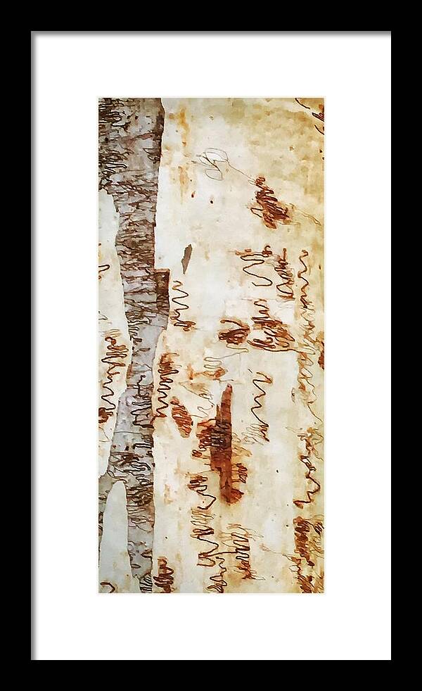 Tree Framed Print featuring the photograph Scribbly Gum Tree by Sandy Taylor