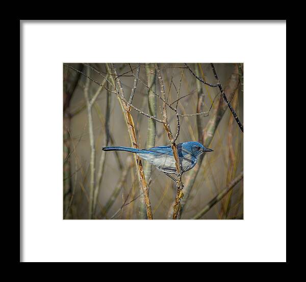 Scrub Jay Framed Print featuring the photograph Scrub Jay by Rick Mosher