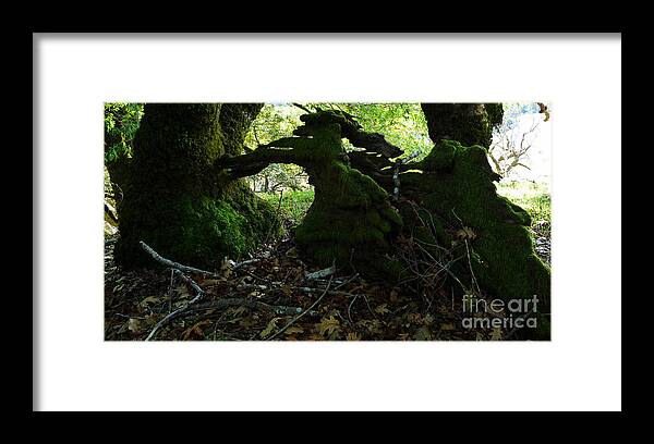 Trees Framed Print featuring the photograph Sculpture in Process by JoAnn SkyWatcher