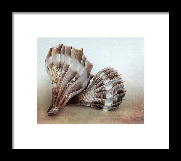 Beach Framed Print featuring the photograph Seashell Duo by David and Carol Kelly