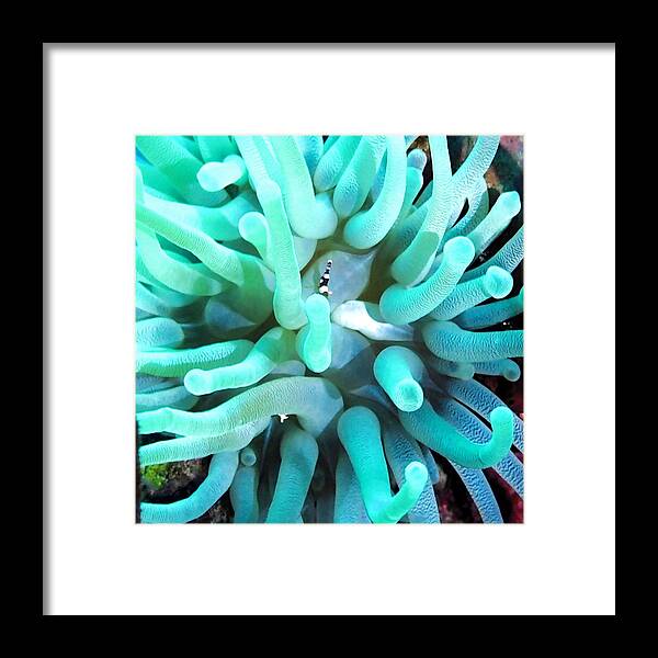 Anemone Framed Print featuring the photograph Sea Anemone and Squat Shrimp by Amy McDaniel