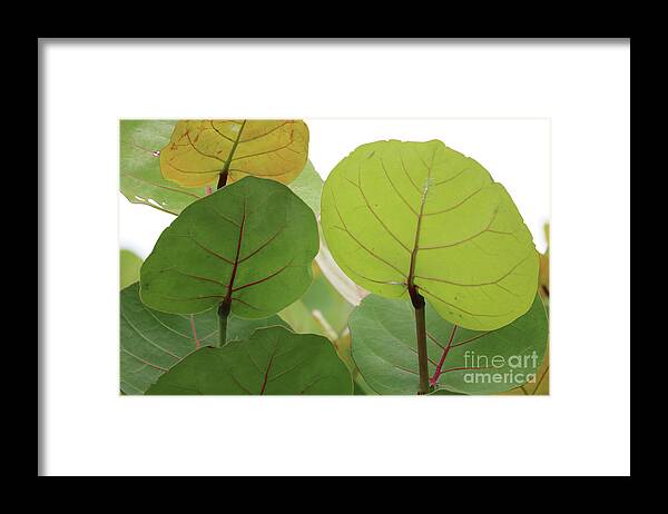 Sea Grapes Framed Print featuring the photograph Sea Grape Leaves by Carol Groenen