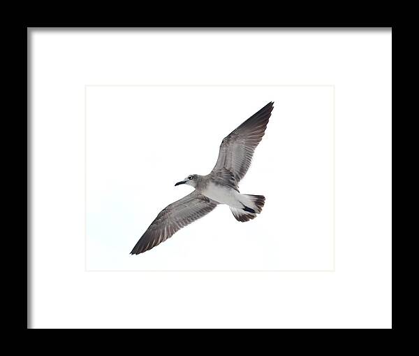 Sea Gull Framed Print featuring the photograph Sea Gull by James Granberry