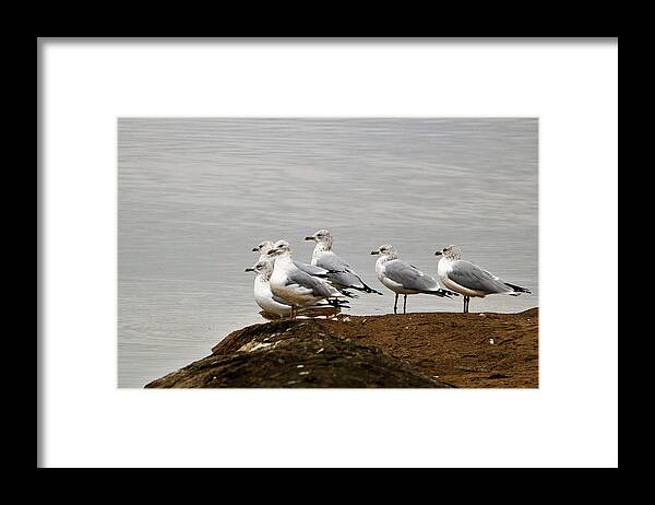 Nature Framed Print featuring the photograph Sea Gulls on Rock Ledge by Sheila Brown