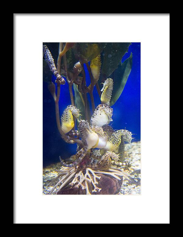 Sea Horses Framed Print featuring the photograph Sea Horses by Allan Morrison